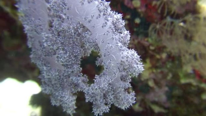 红海背景海洋景观水下软珊瑚。