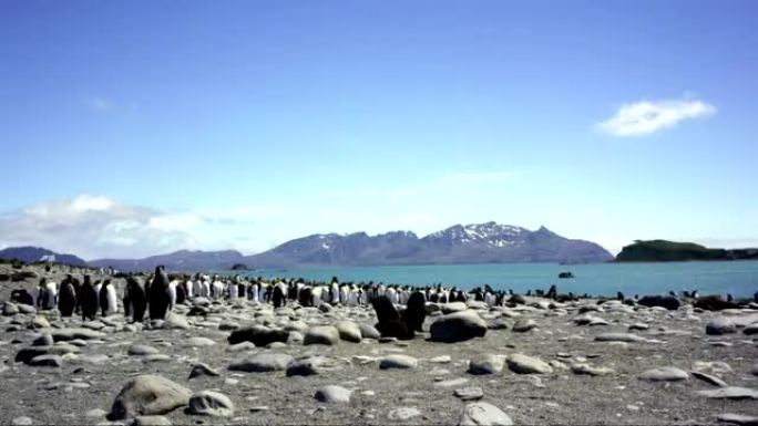 延时: 南乔治亚州格里特维肯的南极洲国王企鹅