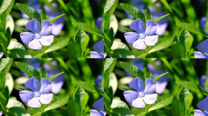 长春花蓝色花朵开花