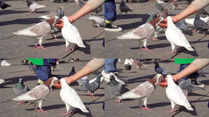 广场上喂食鸽子