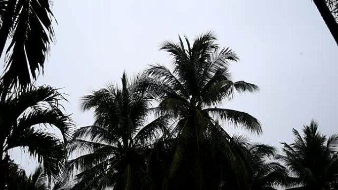 雨天的椰树