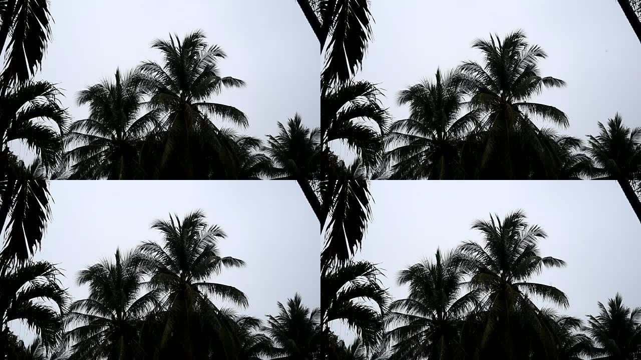 雨天的椰树
