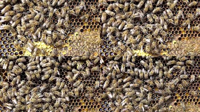 蜂巢上有蜂子宫的蜜蜂