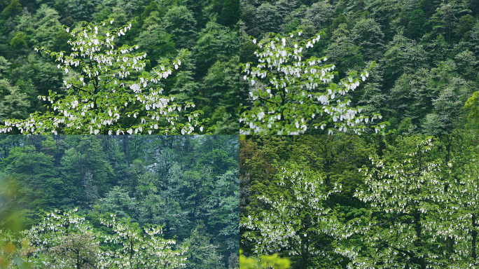 国家保护植物珙桐树生长开花唯美鸽子花飞舞