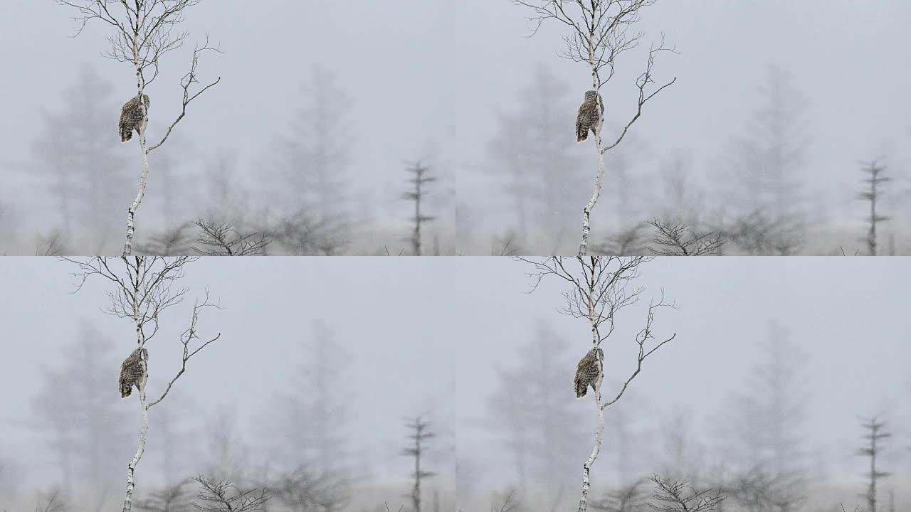乌拉尔猫头鹰在降雪