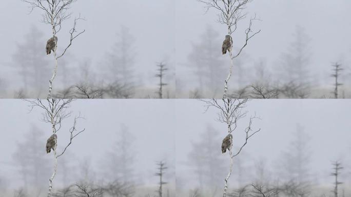 乌拉尔猫头鹰在降雪