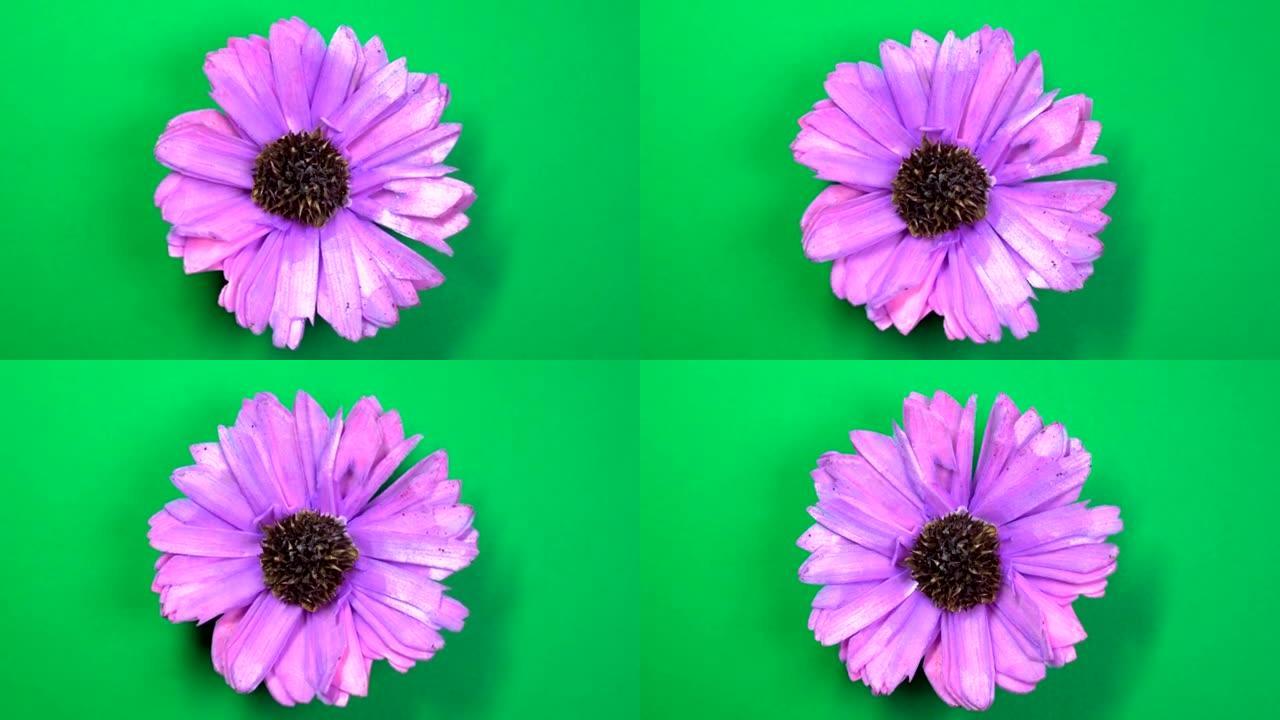 淡紫色的宇宙花在旋转的绿色背景上缓慢旋转。