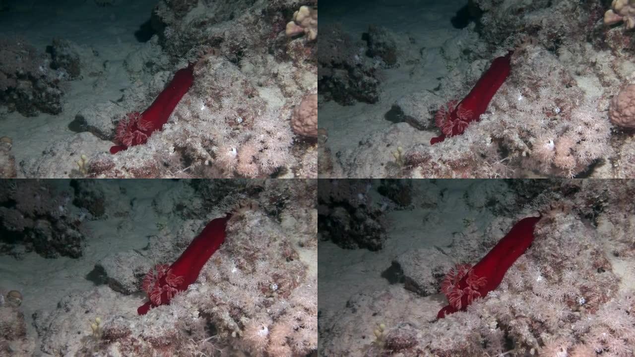 西班牙舞者nudibranchs在水下寻找红海的食物。