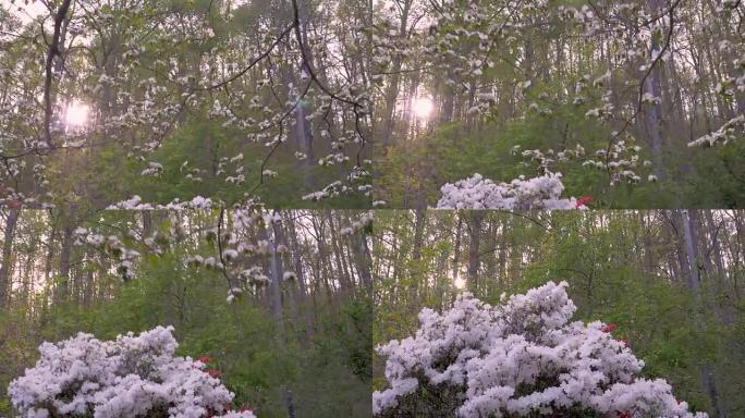 白色山茱萸和杜鹃花在春天开花