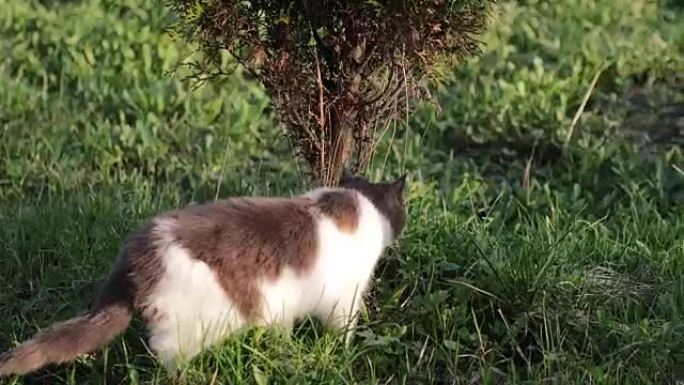 草坪上的猫嗅到了草地