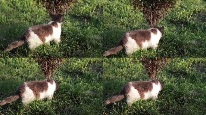 草坪上的猫嗅到了草地