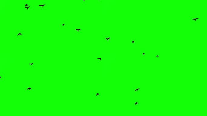 黑鸟在绿色屏幕背景上飞起