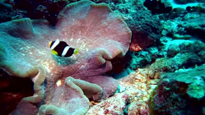 克拉克的海葵小丑鱼 (Amphiprion clarkii) 在壮丽的海葵 (Heteractis 