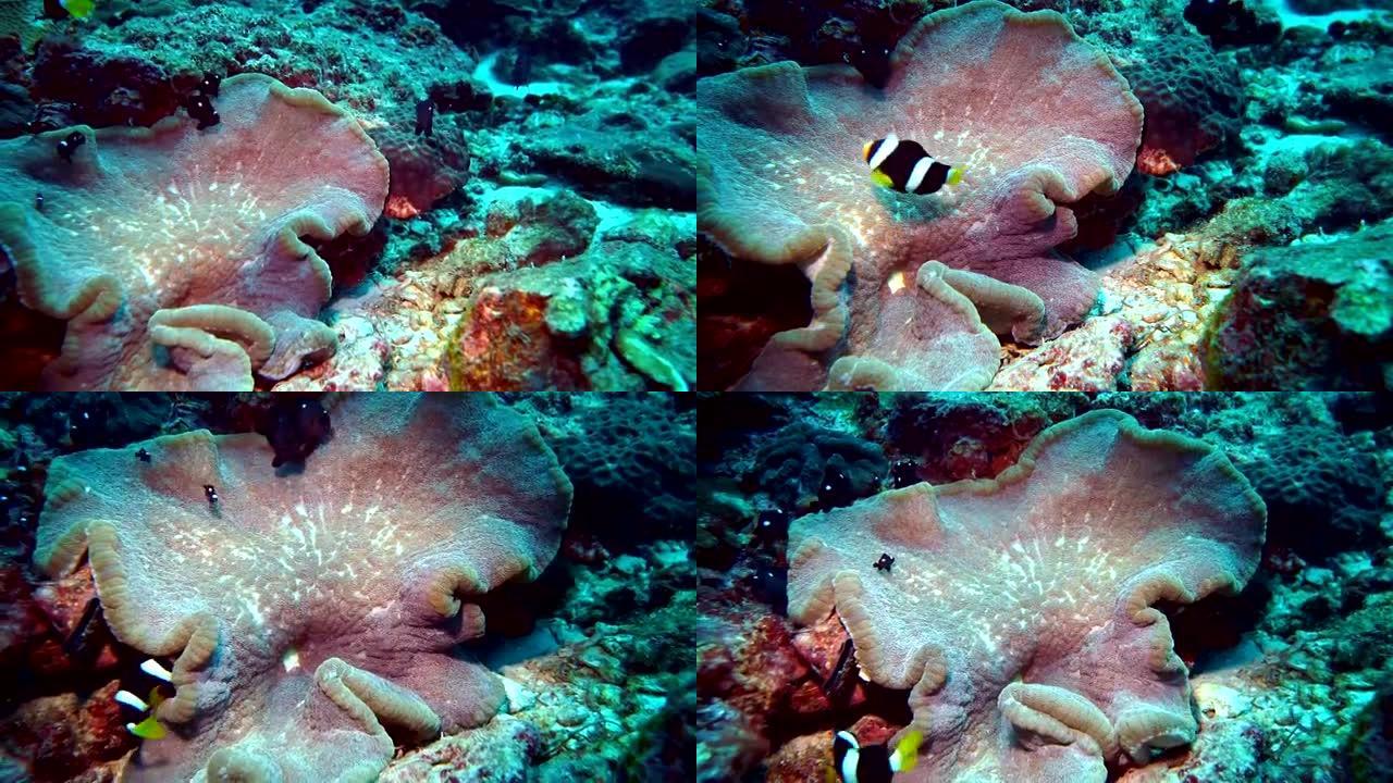 克拉克的海葵小丑鱼 (Amphiprion clarkii) 在壮丽的海葵 (Heteractis 