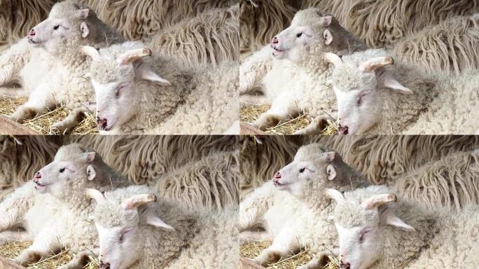 羊群在羊圈的干草上咀嚼干草，在牧场上睡觉的小公羊。瓦拉几亚羊。