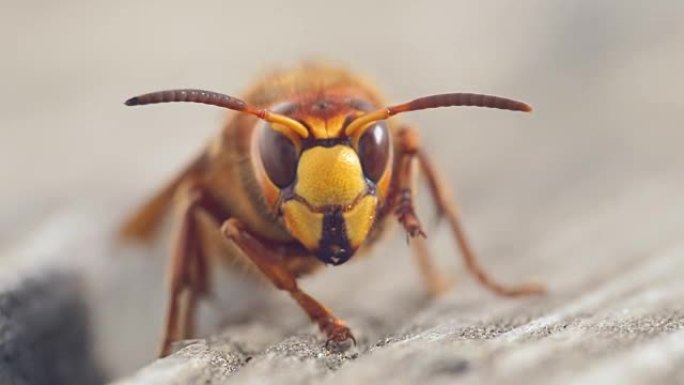 大黄蜂特写动物野生动物微妙的运动慢动作