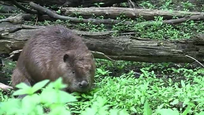 Beaver eating in natural environment