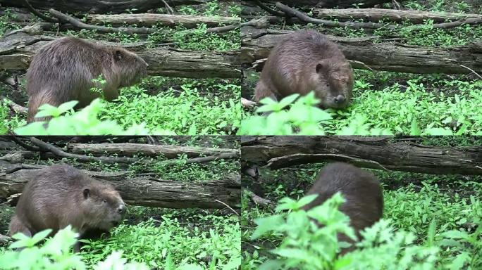 Beaver eating in natural environment