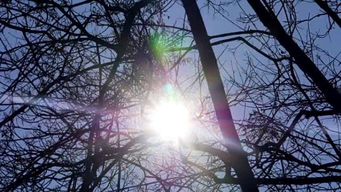 冬天没有叶子的树在云层下时间流逝4K。蓝色的天空和背景中的天空