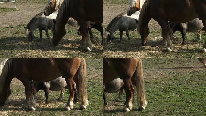 Horse feeding young horse eat grass. Horses at hor
