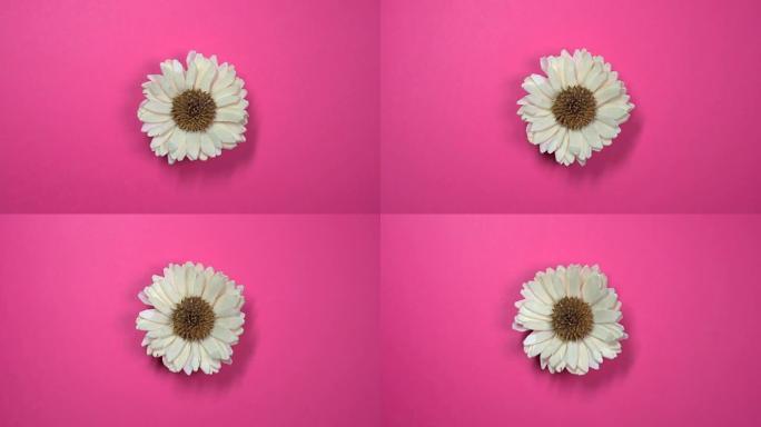 美丽的单朵菊花花在旋转的粉红色背景上缓慢旋转。