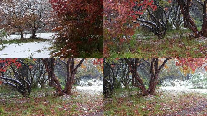 西伯利亚秋末冬初大雪下红叶山楂树