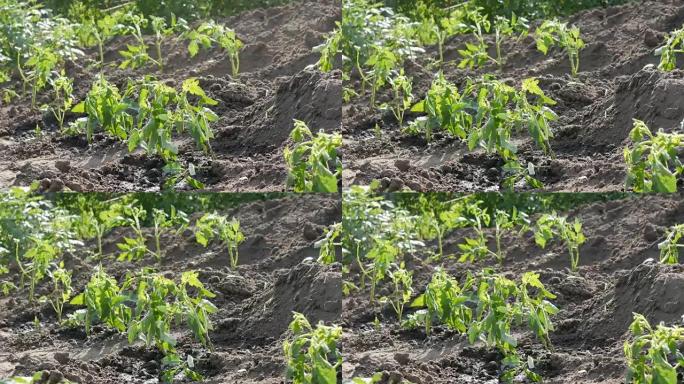 一排刚落在地上的年轻绿色西红柿正站在花园里的阳光下