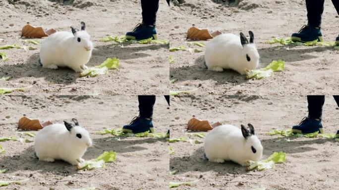可爱的蓬松兔子吃生菜