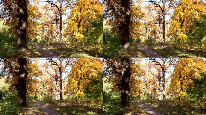 秋天的橡树林。时间流逝。