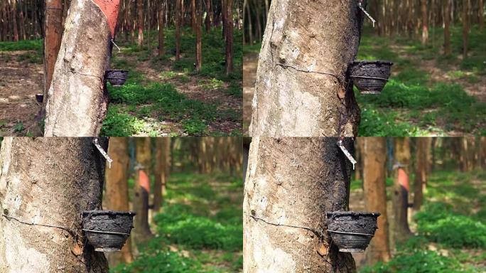 橡胶树 (巴西橡胶树) 攻丝汁液