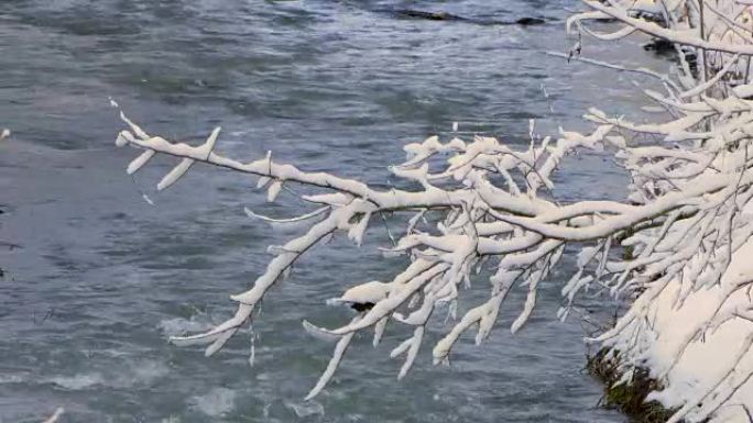 在雪的重压下，树枝向河边弯曲