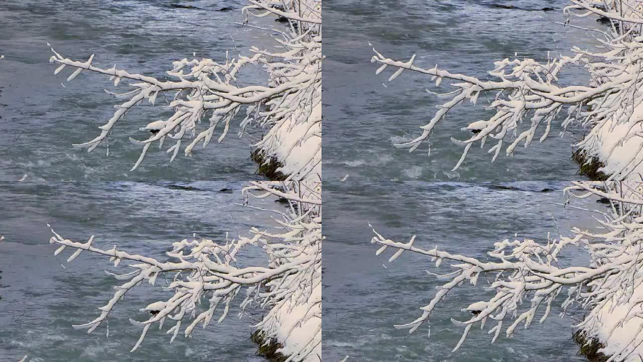在雪的重压下，树枝向河边弯曲