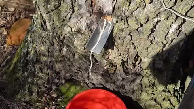 收集桦树树液早春慢动作视频
