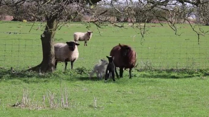 羊羔羊农场自然动物