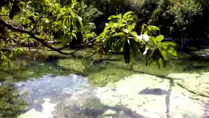 Cenote Azul，水晶清澈的水域，墨西哥图卢姆
