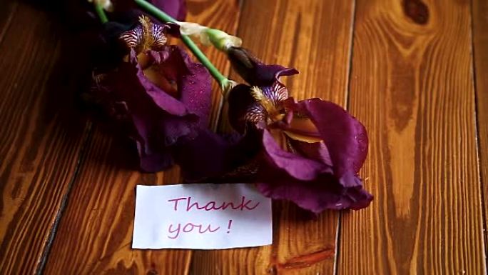 美丽的紫罗兰鸢尾花