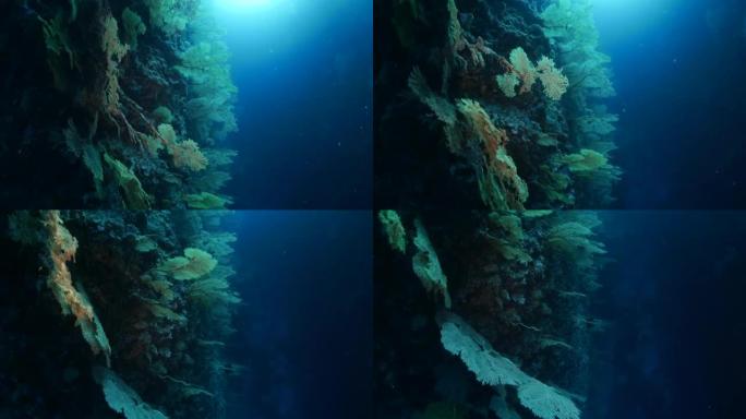 帕劳礁的海扇Gorgonian珊瑚森林