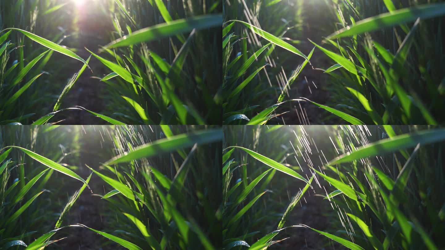小麦的叶子部位 特写镜头