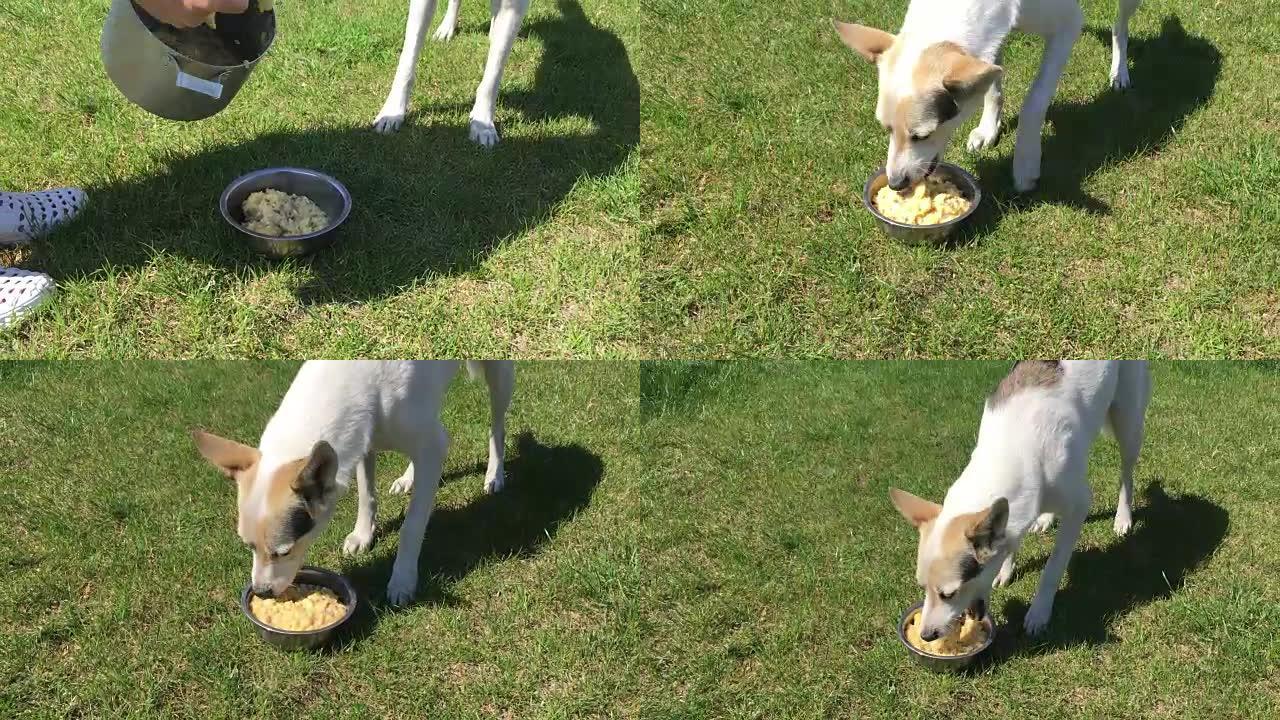 狩猎与北方白犬杂交的饲养过程