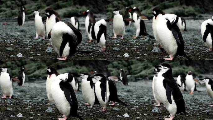 单下巴企鹅站在美丽的蓝色水和冰山上