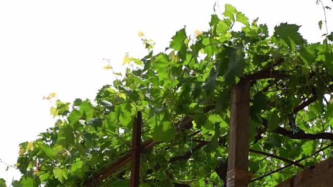 葡萄在阳光下的藤蔓上的叶子/葡萄种植者在藤蔓上的葡萄