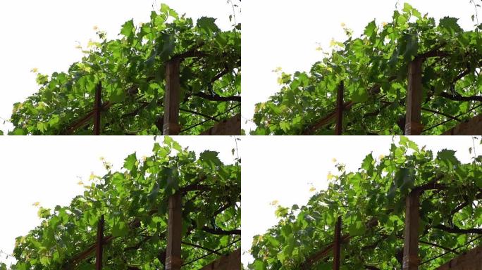 葡萄在阳光下的藤蔓上的叶子/葡萄种植者在藤蔓上的葡萄
