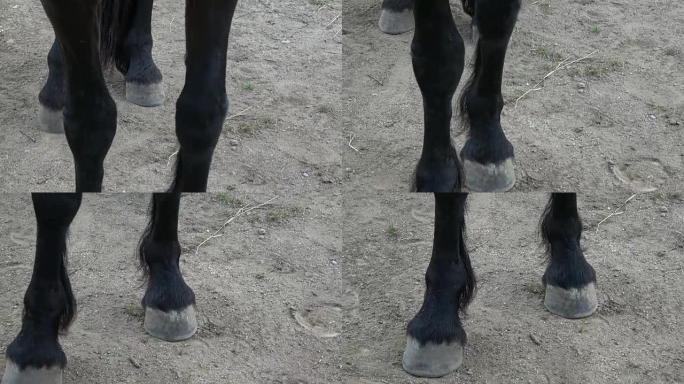 Horse's hoof on the ground. Close up of horse hoov