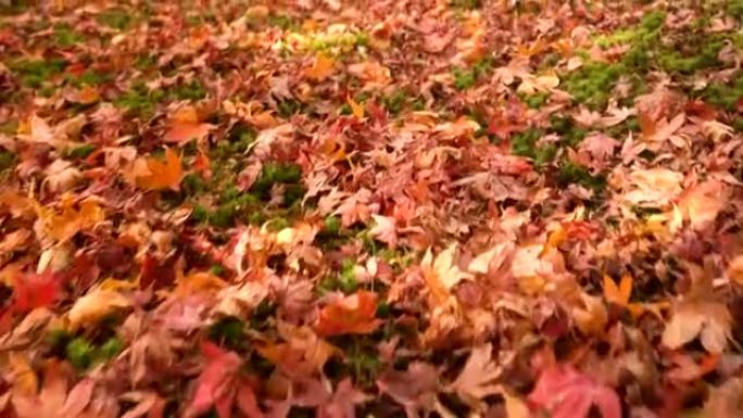 跟随地板上枯萎的秋叶