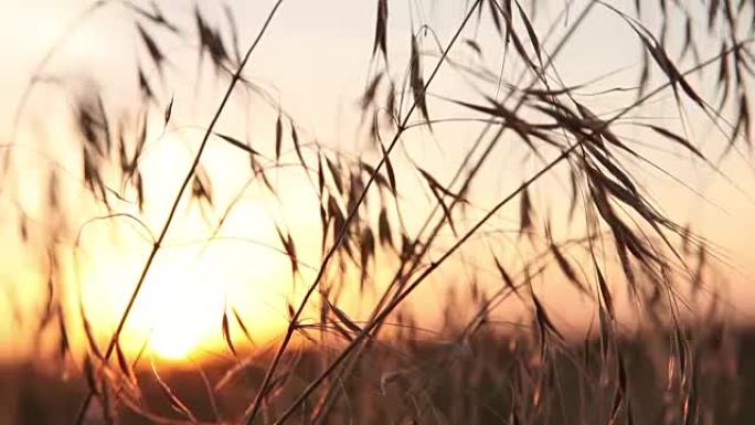 日出穿过草叶，相机沿着草丛的运动