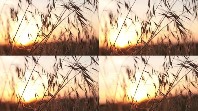 日出穿过草叶，相机沿着草丛的运动