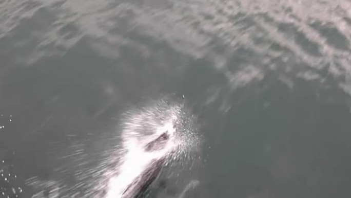 太平洋白边海豚的Pod游泳