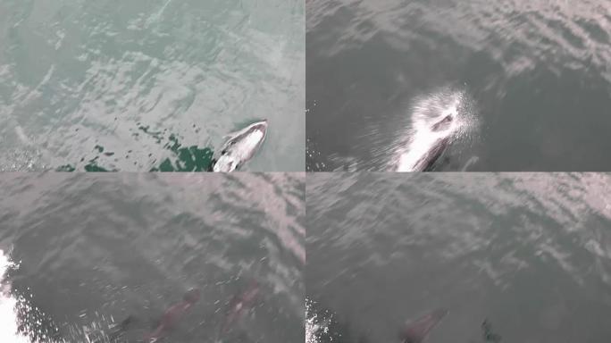 太平洋白边海豚的Pod游泳