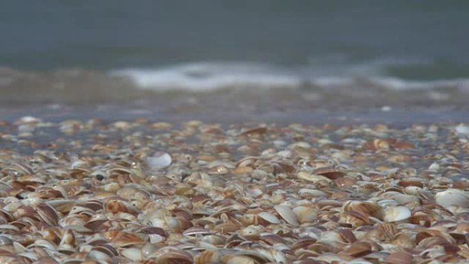 海浪用贝壳在岸上滚动