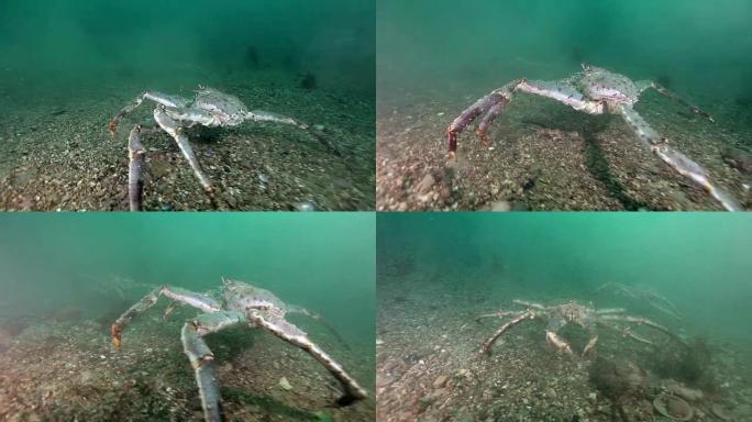 在巴伦支海上寻找食物的巨型帝王蟹。